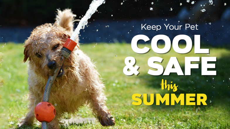 Tips For Keeping Your Dog Cool This Summer  